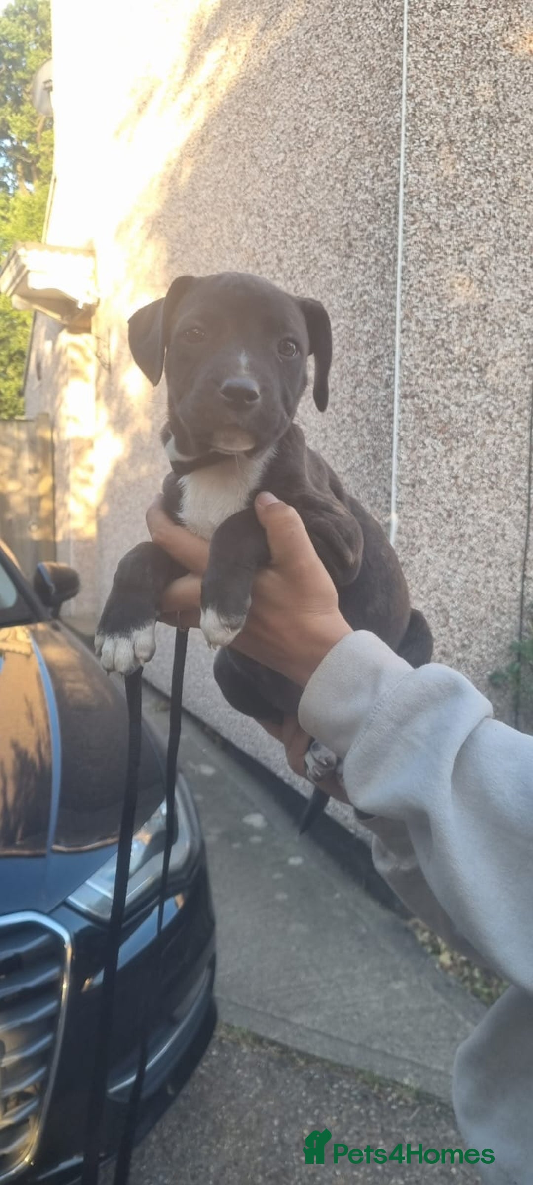 Mixed Breed dogs for sale: Staff x American Mastiff in Chelmsford - Image 27