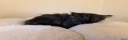 Mixed Breed cats for sale:  Persian mix kittens  in Bradford - Advert 23