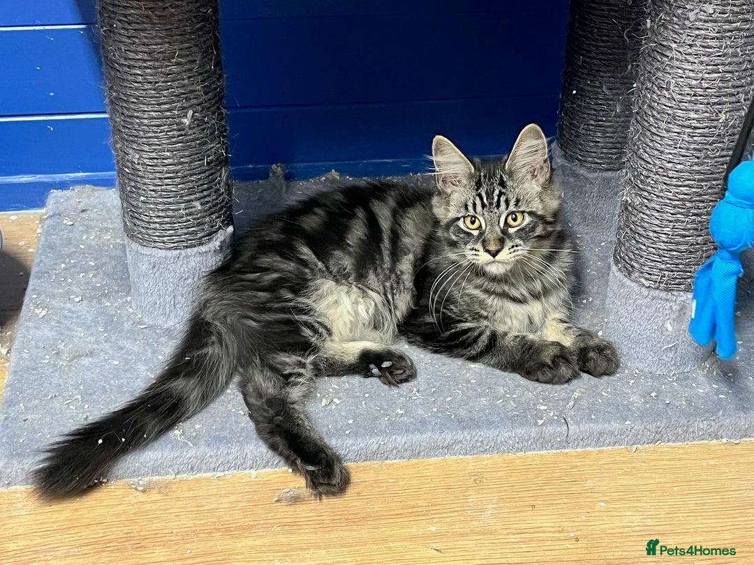 Maine Coon cats for sale: Beautiful Maine Coon kittens for sale - Image 15