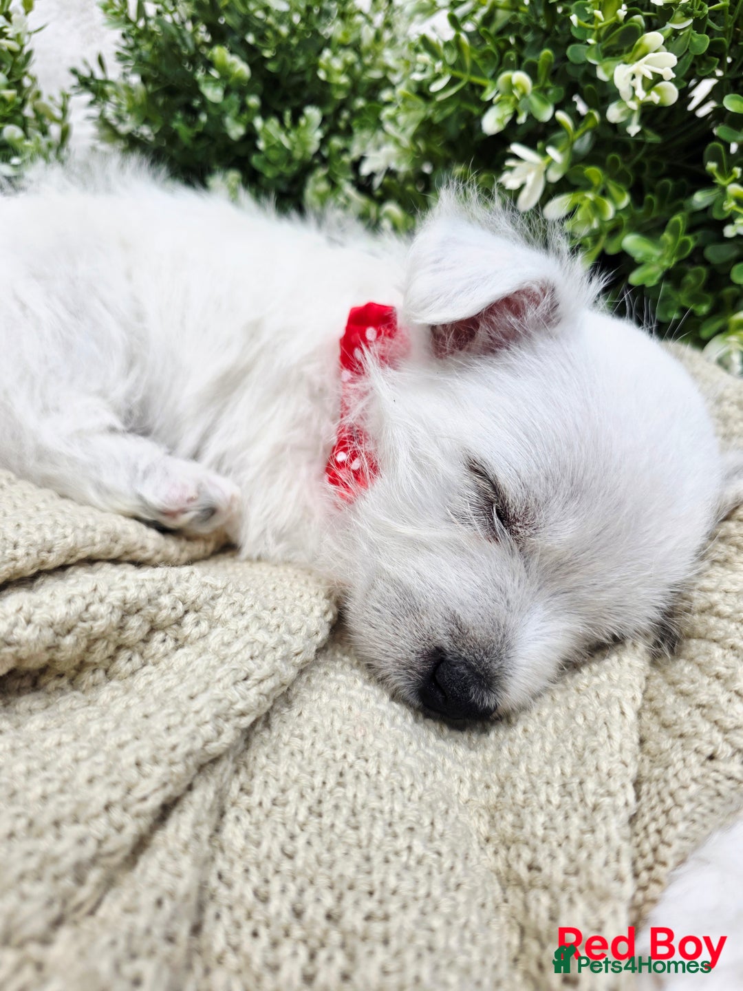 West Highland Terrier dogs for sale: Beautiful Westhighland Terrier Puppies  - Image 8