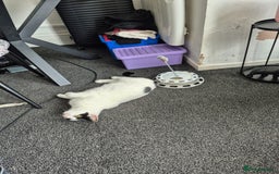 Mixed Breed cats for sale: 4 yr old loving girl - Advert 4