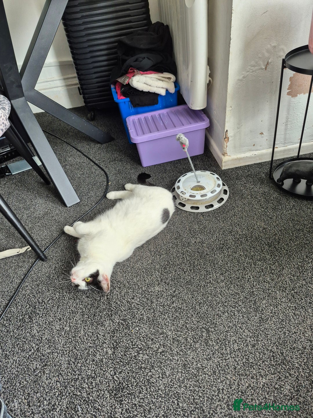 Mixed Breed cats for sale: 4 yr old loving girl - Advert 4