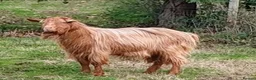 Goats livestock for sale: Pedigree Royal Golden Gurnsey Billy Goat. - Advert 2