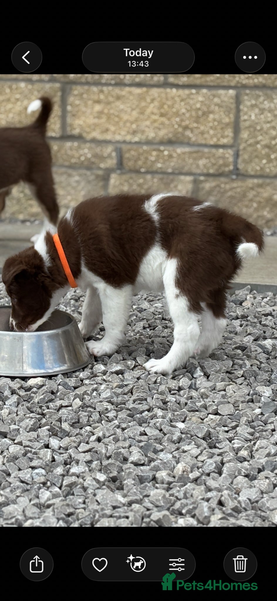 Border Collie dogs Exceptional Border collie puppy  - Advert 13