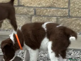Border Collie dogs Exceptional Border collie puppy - Advert 13