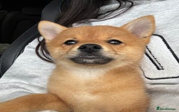 Mixed Breed dogs for sale: Beautiful 7 month old Pomshi hybrid  - Image 7