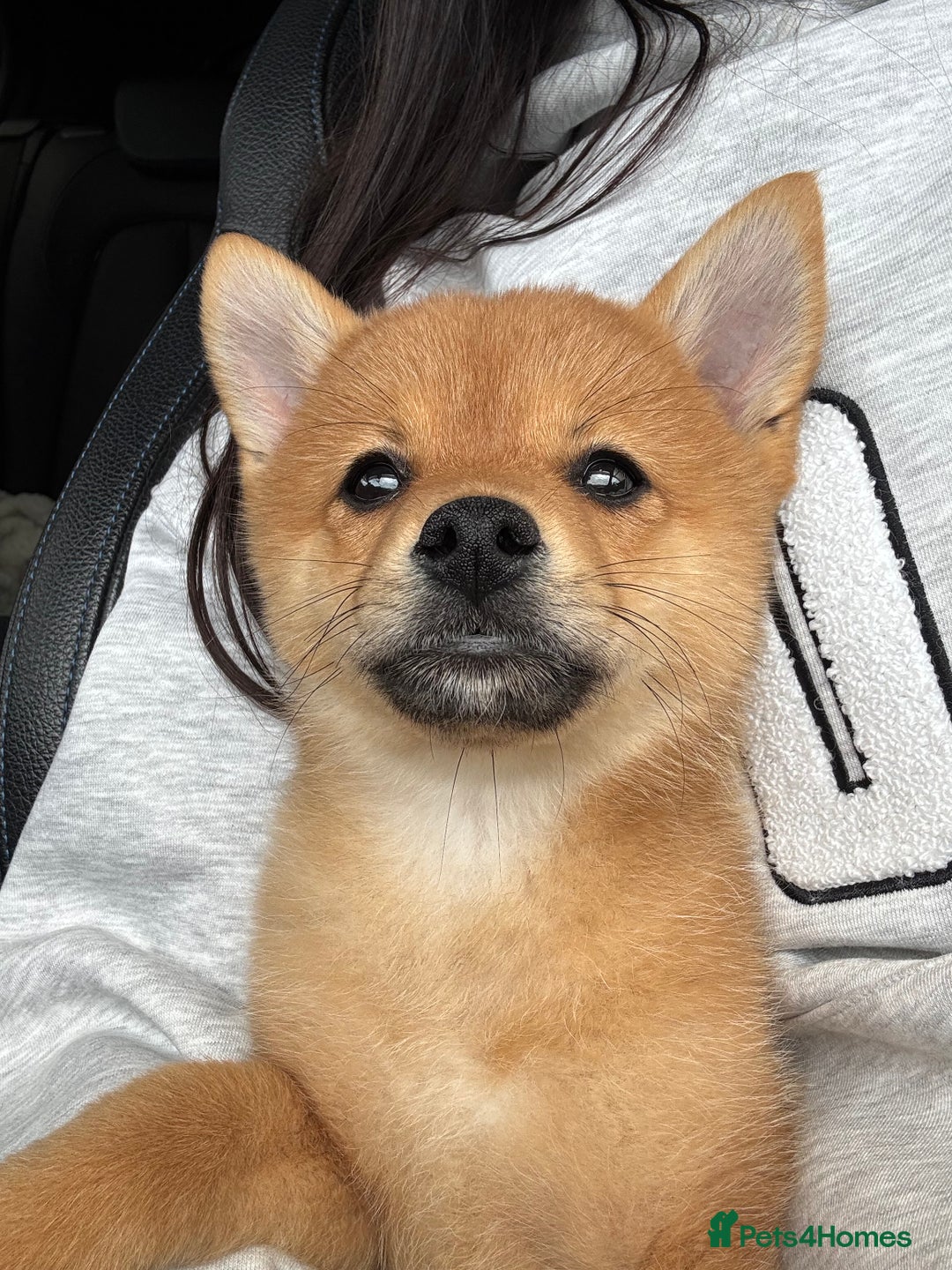 Mixed Breed dogs for sale: Beautiful 7 month old Pomshi hybrid  - Image 7