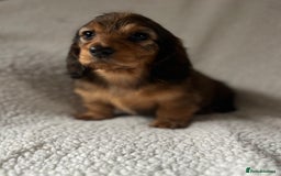 Miniature Dachshund dogs for sale: KC Longhaired Miniature Dachshunds  - Image 3