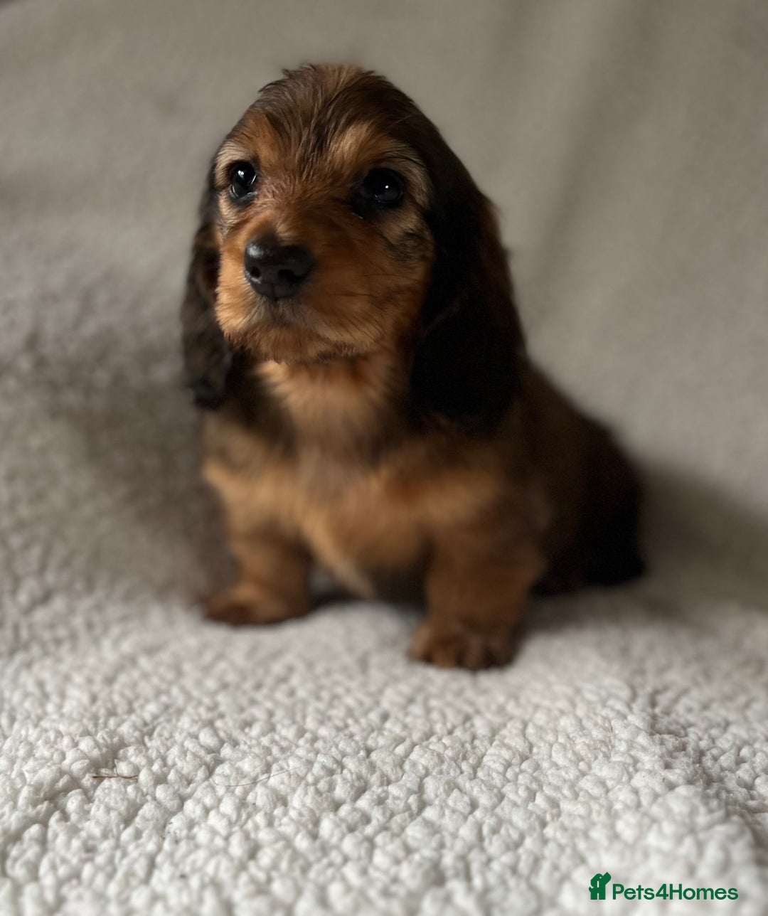 Miniature Dachshund dogs for sale: KC Longhaired Miniature Dachshunds  - Image 3