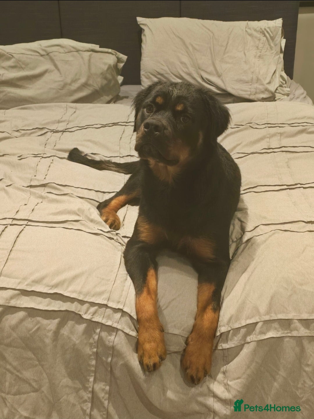 Rottweiler dogs for sale: 🐾 Pure Bred Rottweiler Puppies 🐾 - Image 27