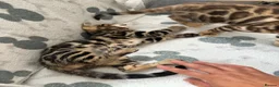 Bengal cats for sale: Bengal kittens for sale - Advert 13