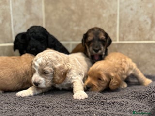 Cockapoo dogs Beautiful cockapoo puppy’s🩷🩵 - Advert 1