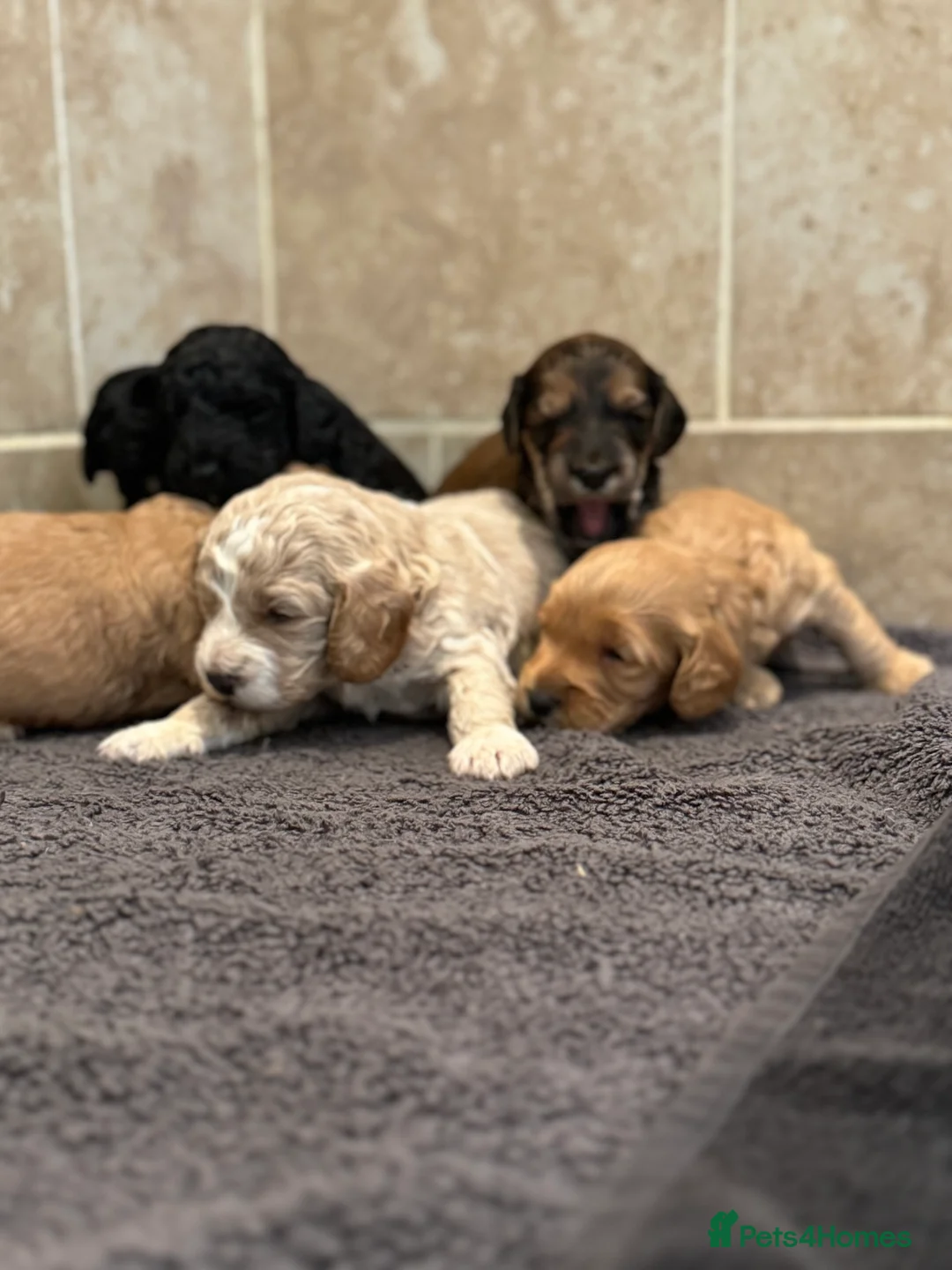 Cockapoo dogs for sale: Ready now!!Beautiful mini cockapoo puppy’s🩷🩵 - Advert 21
