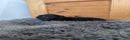Sprocker dogs for sale: Gorgeous sprocker spaniel puppies  - Advert 8
