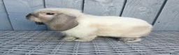 Mini Lop rabbits for sale: Gorgeous Baby Mini Lop Girl - Advert 3