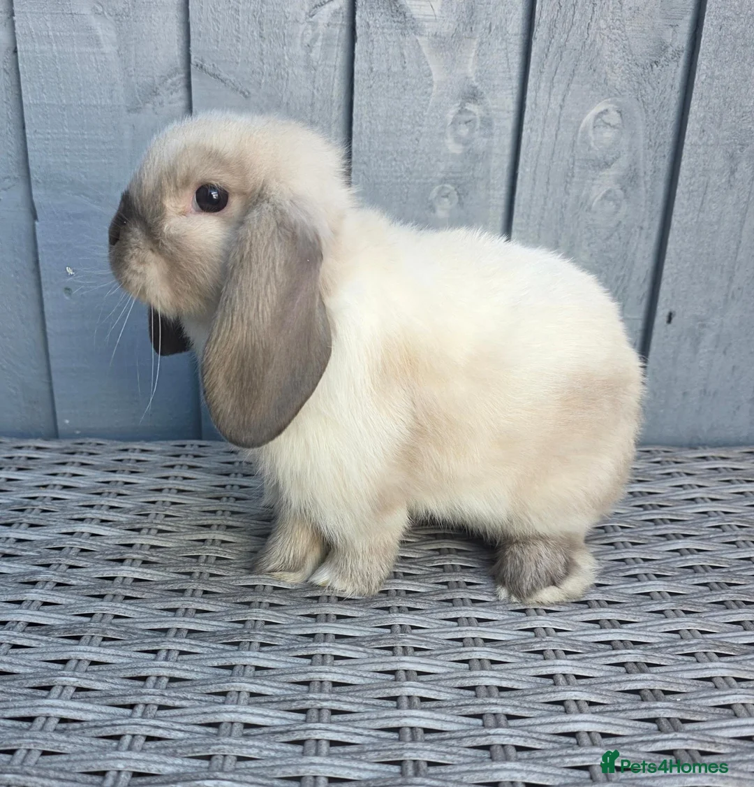 Mini Lop rabbits for sale: Gorgeous Baby Mini Lop Girl - Advert 3