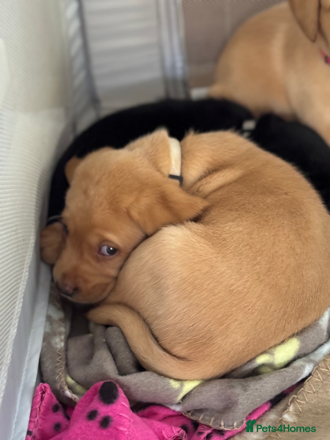 Labrador Retriever dogs for sale: 2 tan boy Labrador pups - Advert 8