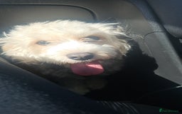 Cavachon dogs for sale: 3 year old Cavachon  - Image 9