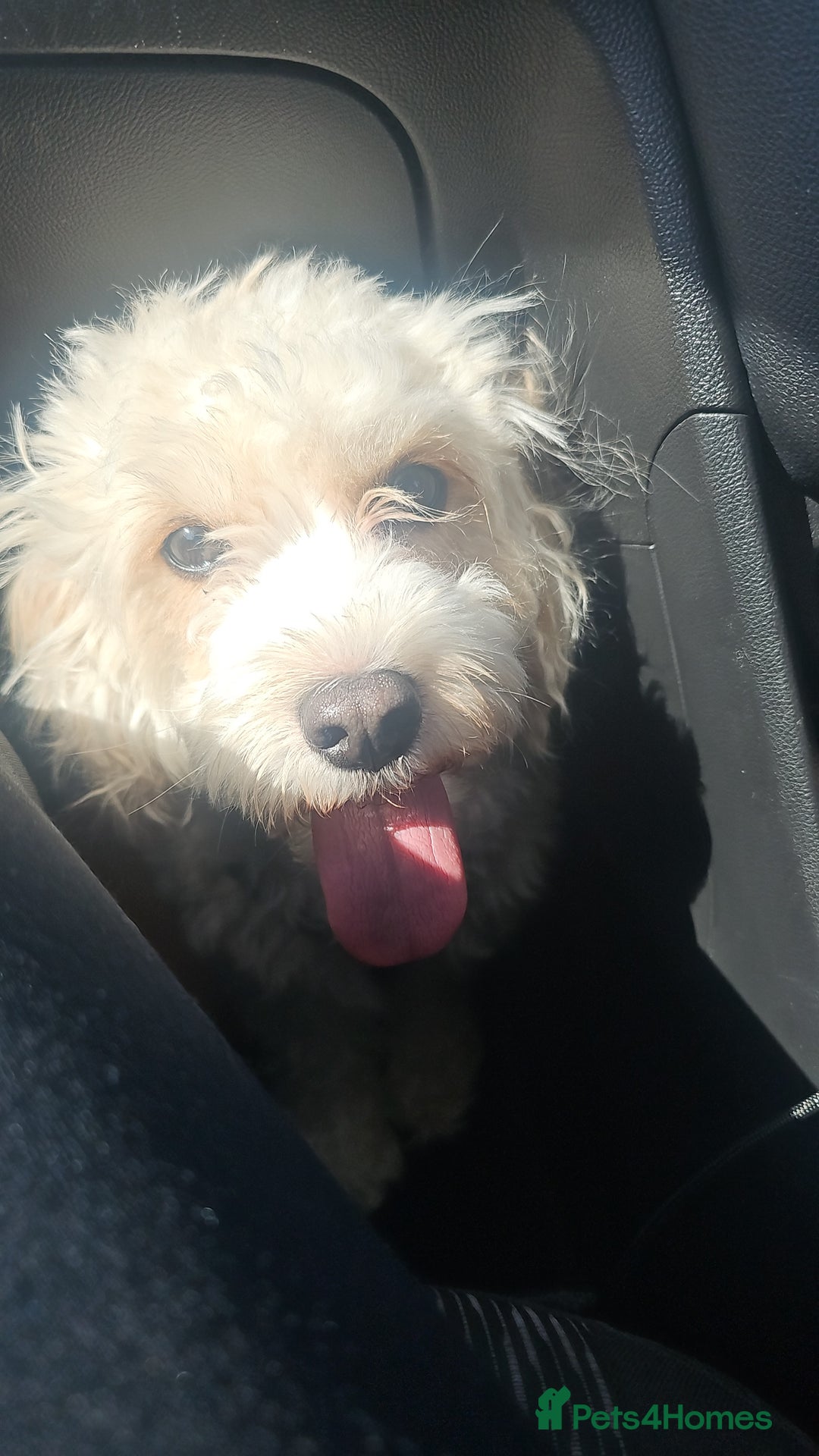 Cavachon dogs for sale: 3 year old Cavachon  - Image 9