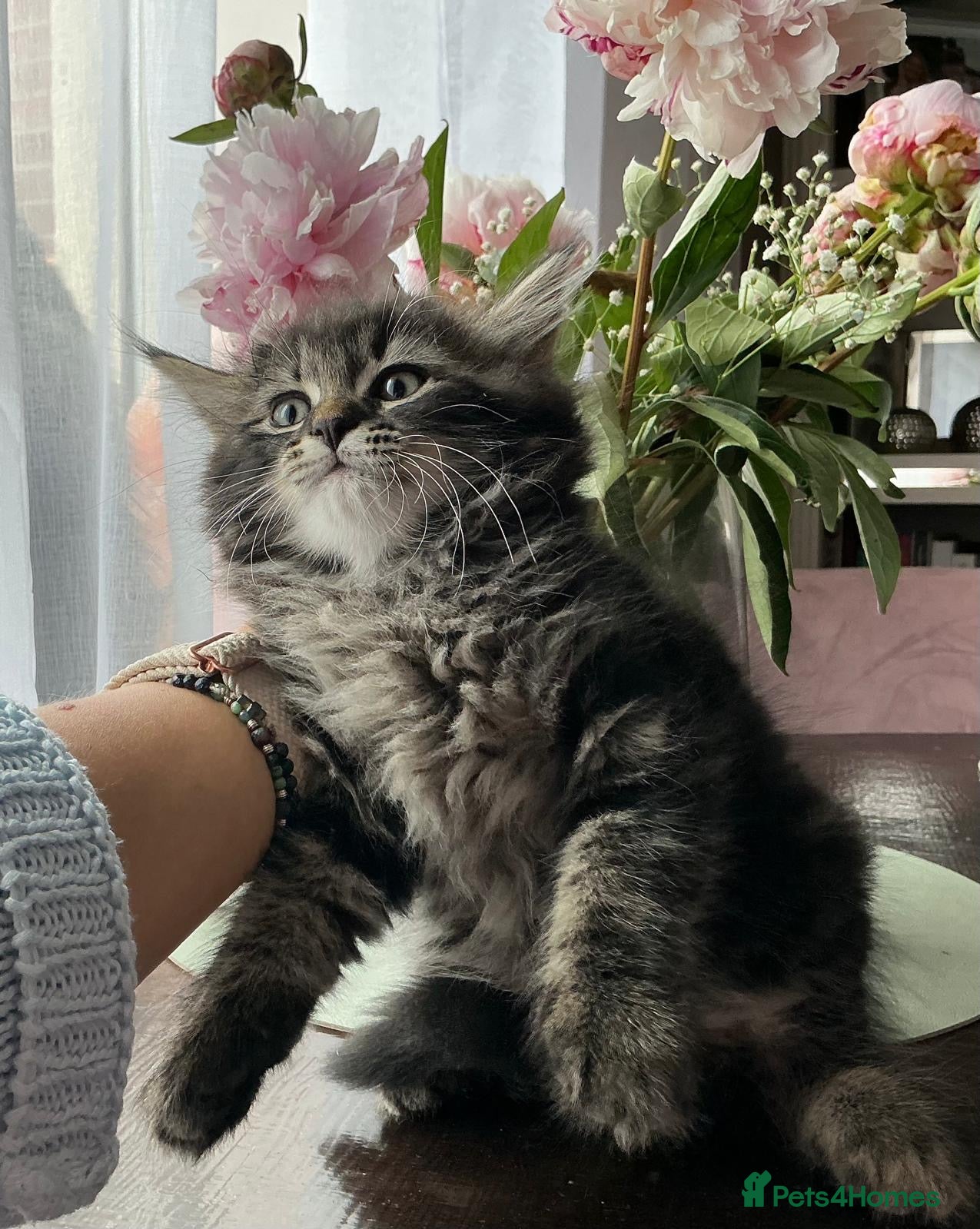 Mixed Breed cats Kittens - mixed British longhair cross - Advert 9