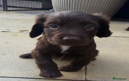 Cocker Spaniel dogs for sale: Out standing  Health tested working cockers  - Image 5