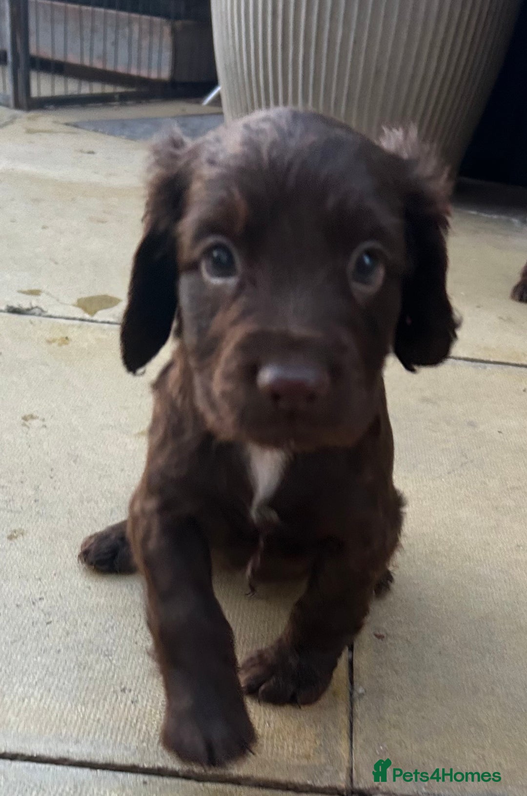 Cocker Spaniel dogs for sale: Out standing  Health tested working cockers  - Image 5
