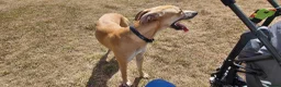 Lurcher dogs for sale: Large breed lurcher - Advert 3