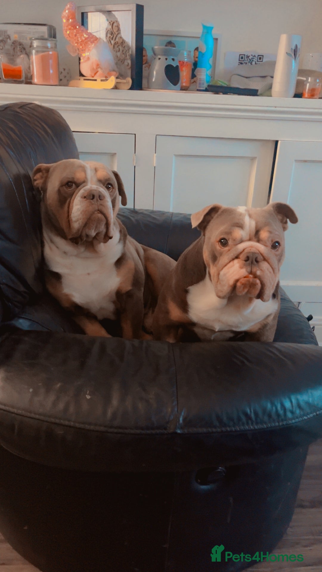 English Bulldog dogs for sale: Rehomimg due to break up - Image 12