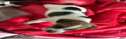 Jack Russell dogs for sale: Outstanding jack russell puppies - Advert 14
