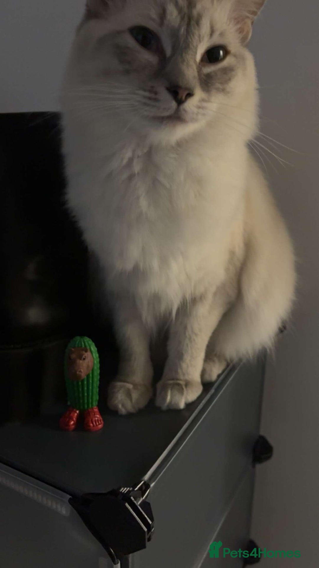 Ragdoll cats for sale: Beautiful lilic linx ragdoll female 16 months - Advert 4