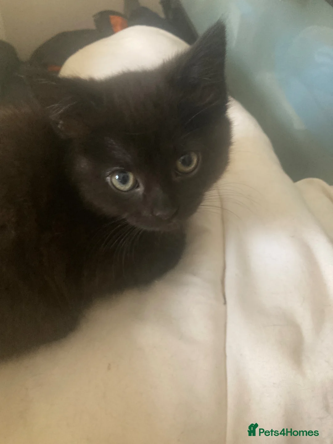 Mixed Breed cats for sale: Kittens - Advert 1