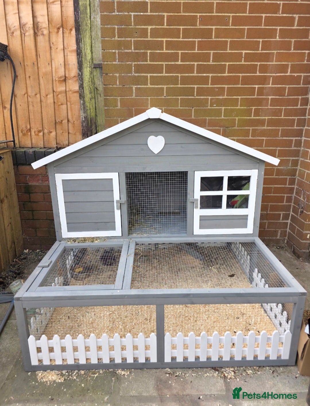 Guinea Pig rodents Complete set up guinea pig. - Advert 7