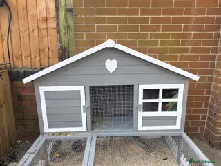 Guinea Pig rodents Complete set up guinea pig. - Advert 7