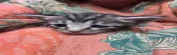Oriental cats for sale: 6 happy, playful and lovable kittens. in Liverpool - Advert 8