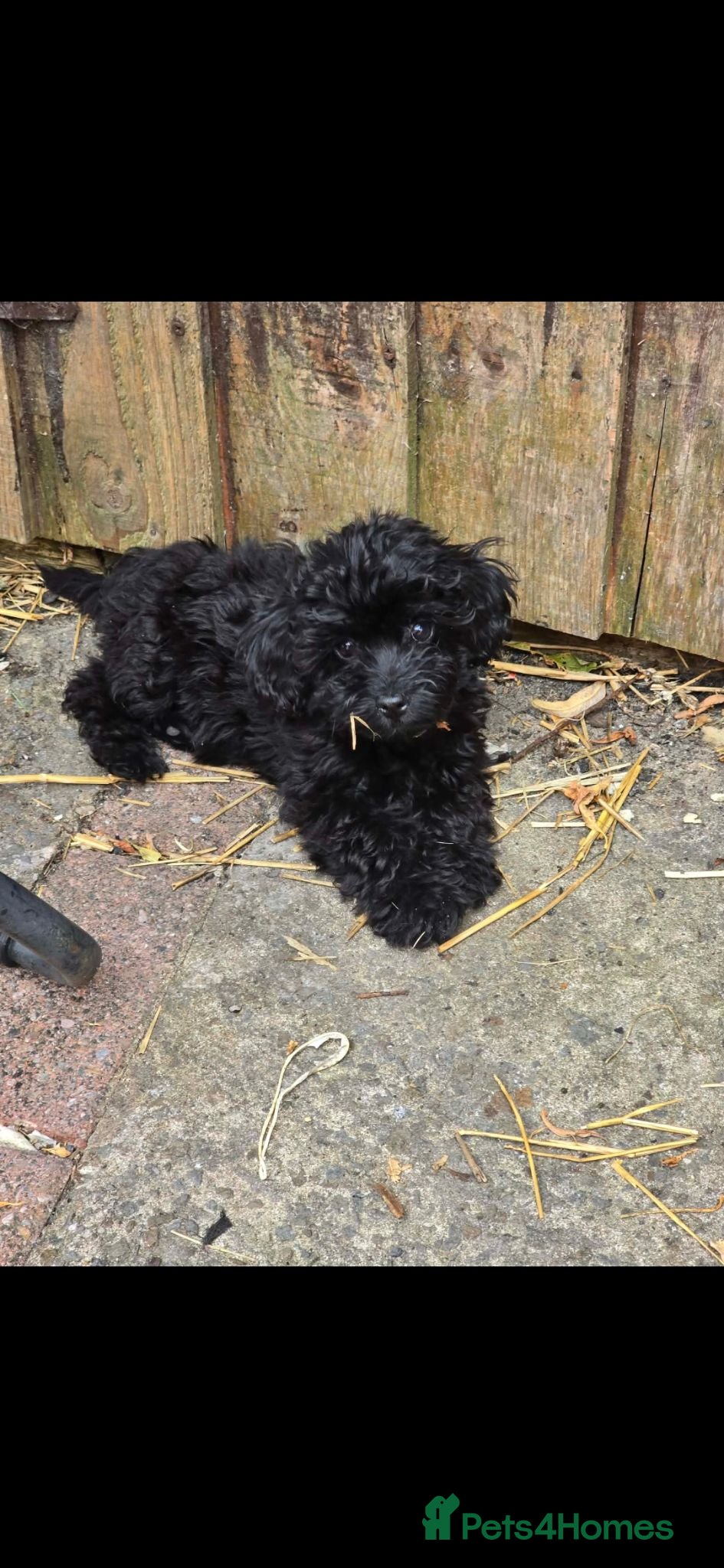 Cockapoo dogs Cockapoo puppies - Advert 18