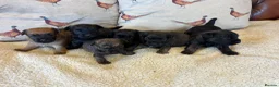 Mixed Breed dogs for sale: Cairn x Patterdale  - Advert 2