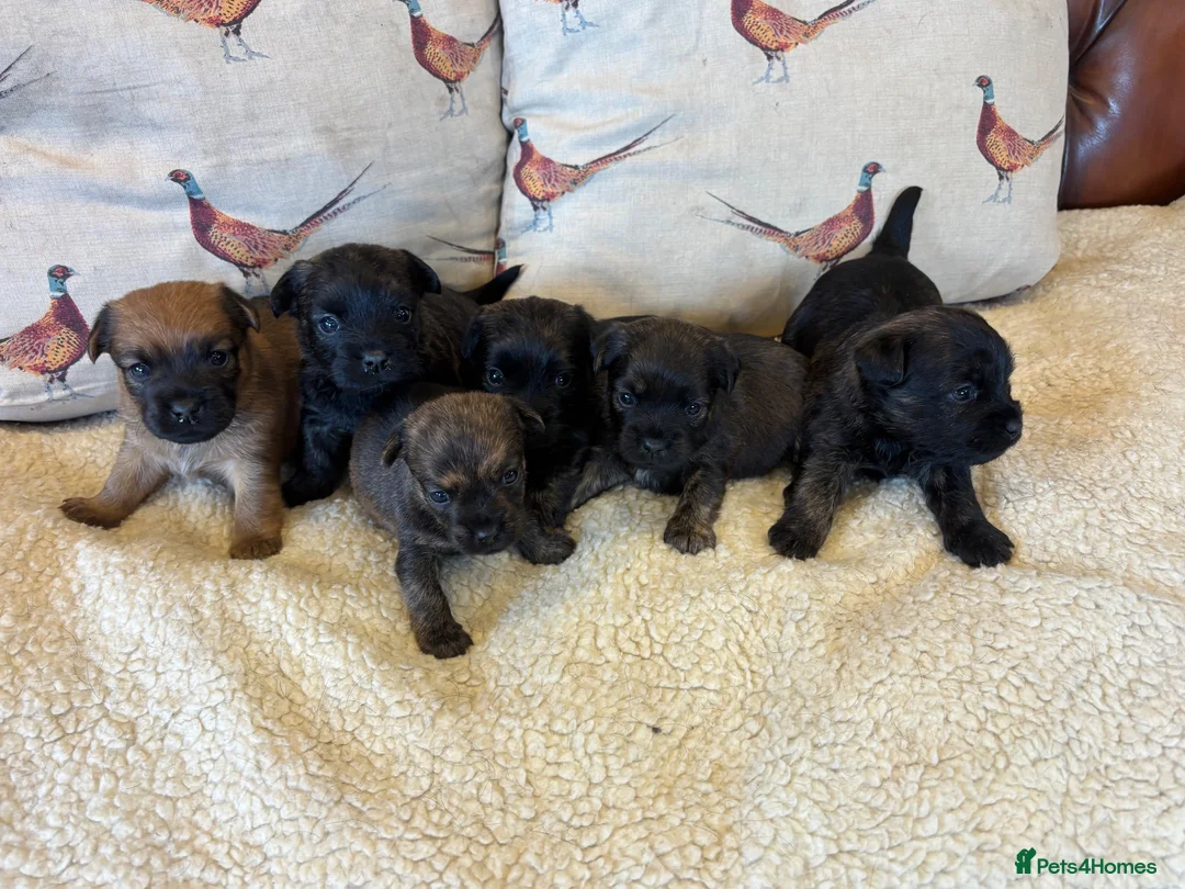 Mixed Breed dogs for sale: Cairn x Patterdale  - Advert 2