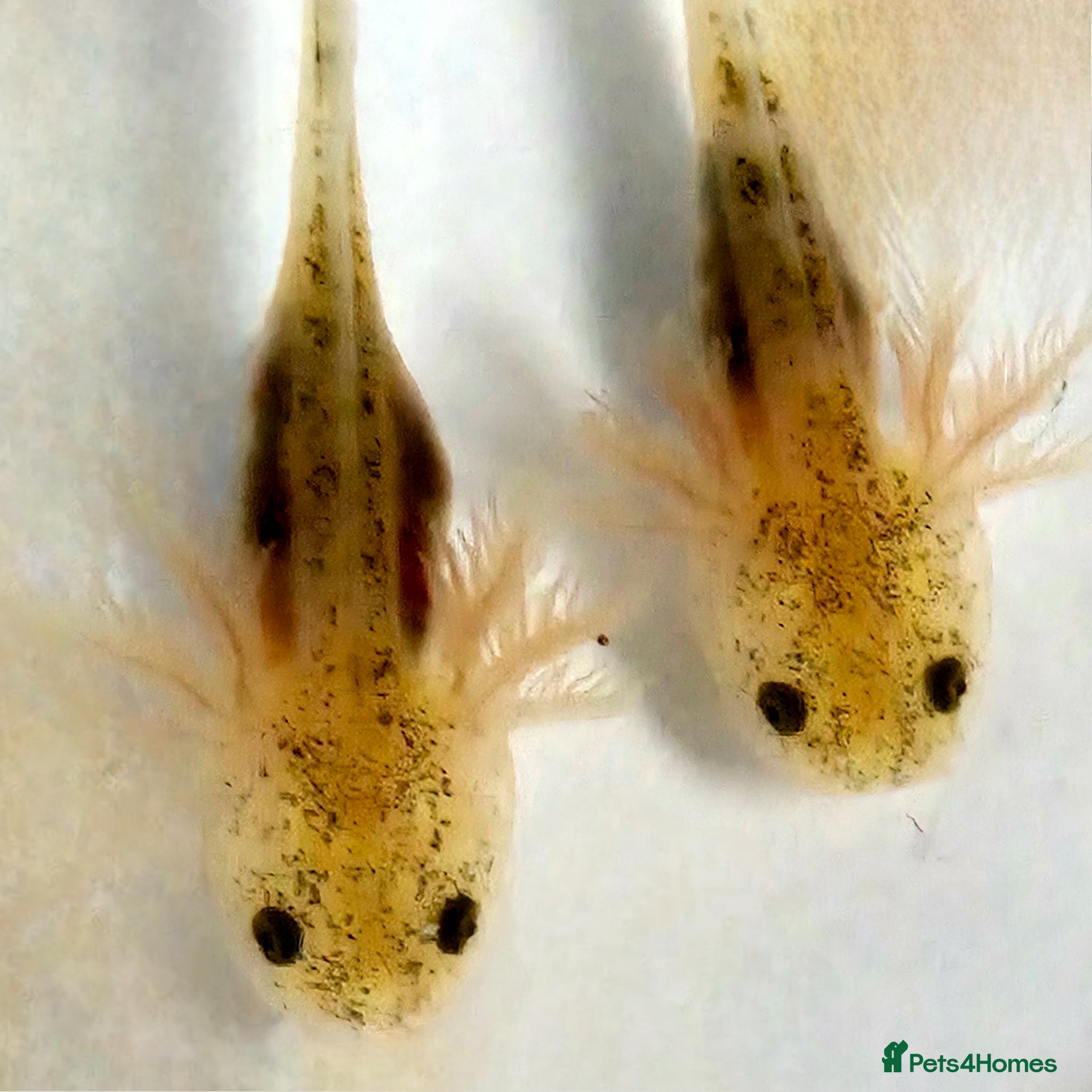 Axolotl reptiles Lucianic unrelated parents –6 plus weeks Harrow - Advert 1