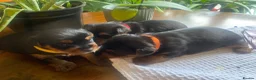 Yorkshire Terrier dogs for sale: 3 little female Yorkies  - Advert 3