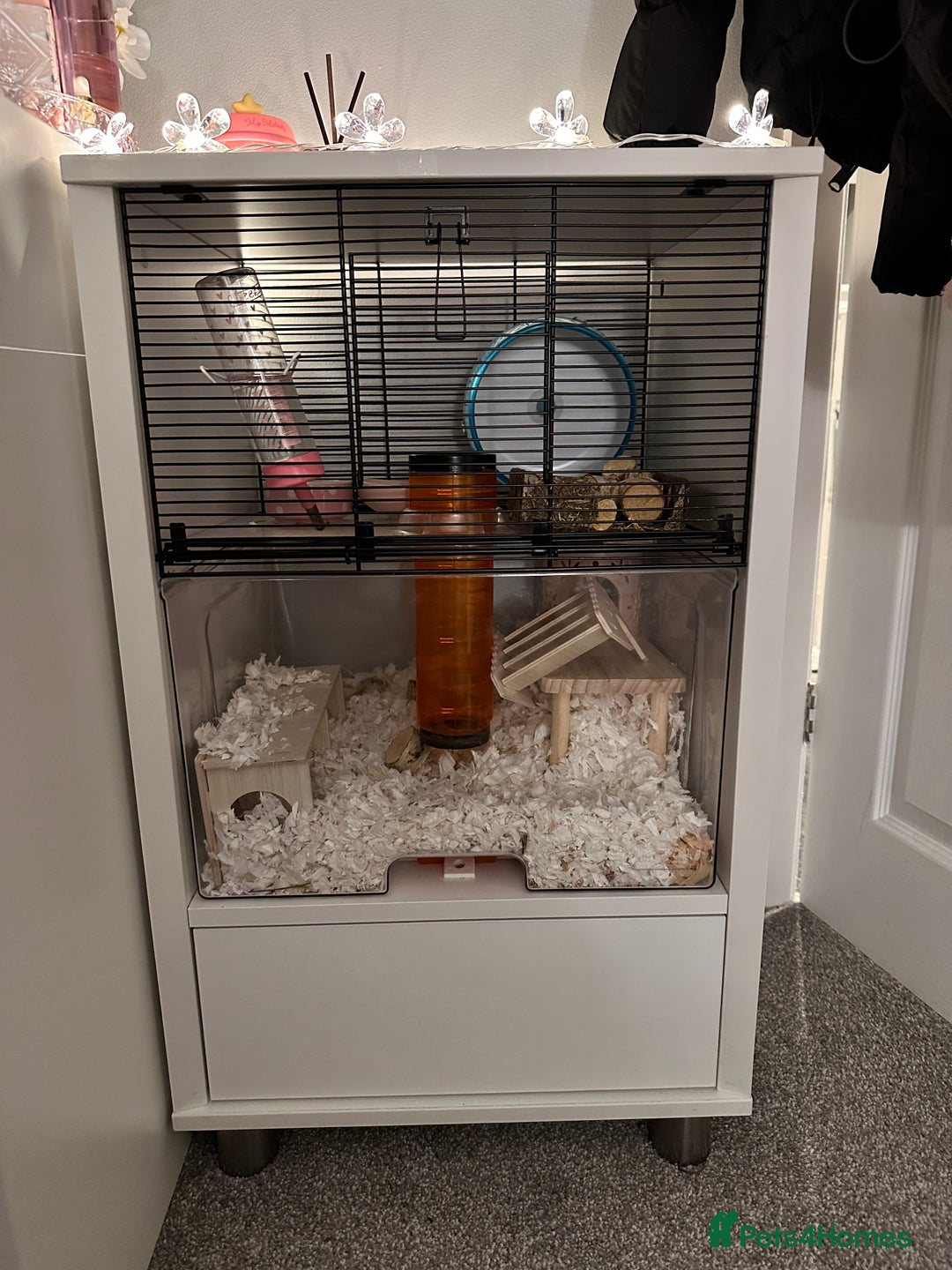 Hamster rodents for sale: Syrian Hamster  - Image 7