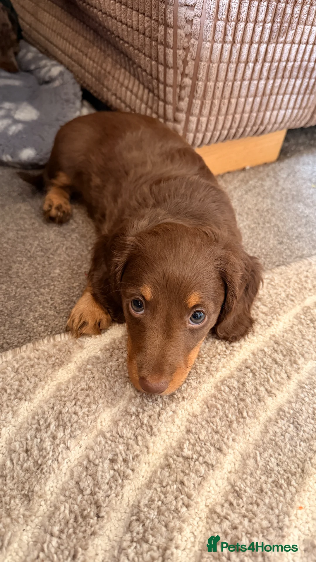 Miniature Dachshund dogs for sale: 2 miniature dachshund puppies for sale - Advert 2