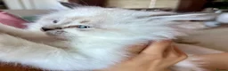 British Longhair cats for sale: British Longhair little kittens  - Advert 13