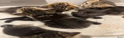 Mixed Breed cats for sale: Scottish Fold Mix - Advert 9