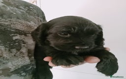 Cocker Spaniel dogs for sale: Working cocker spaniel puppies  - Image 5