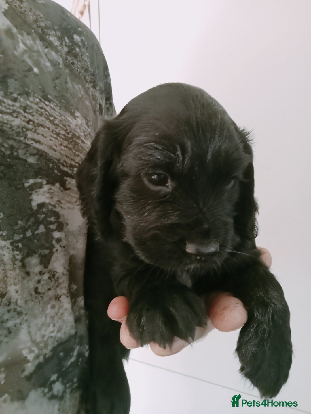 Cocker Spaniel dogs for sale: Working cocker spaniel puppies  - Image 5