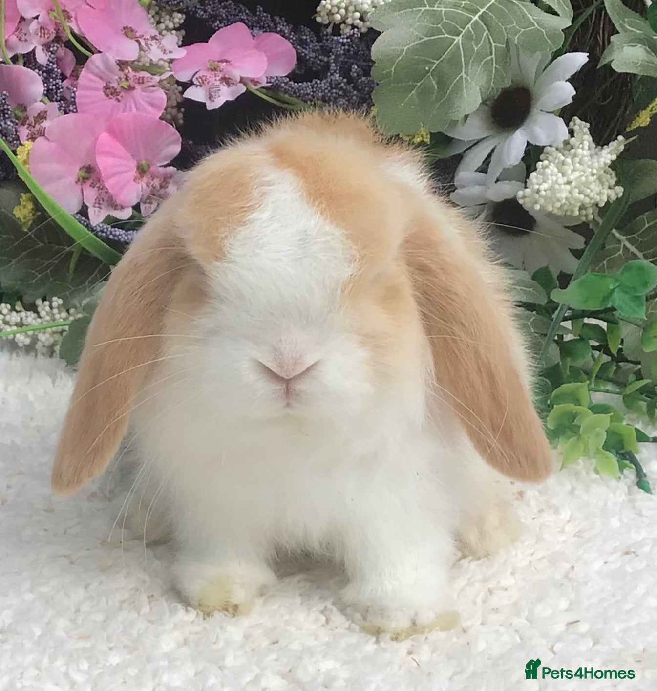 Mini Lop rabbits Mini lop buck - Advert 1