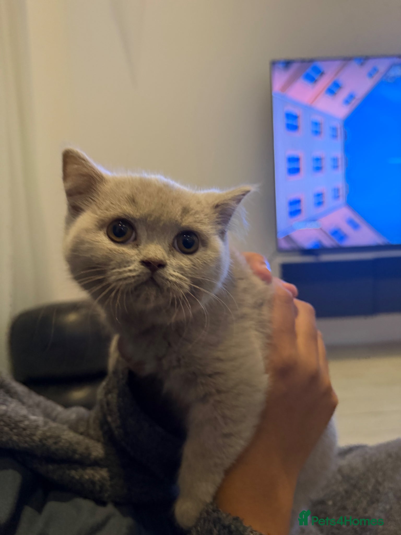 British Shorthair cats Beautiful British Shorthair kittens for sale - Advert 4