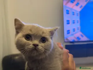 British Shorthair cats Beautiful British Shorthair kittens for sale - Advert 4