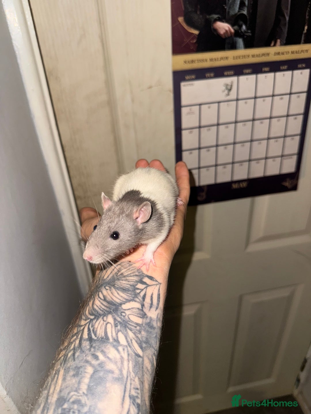 Rat rodents for sale: Fancy rats - Advert 6