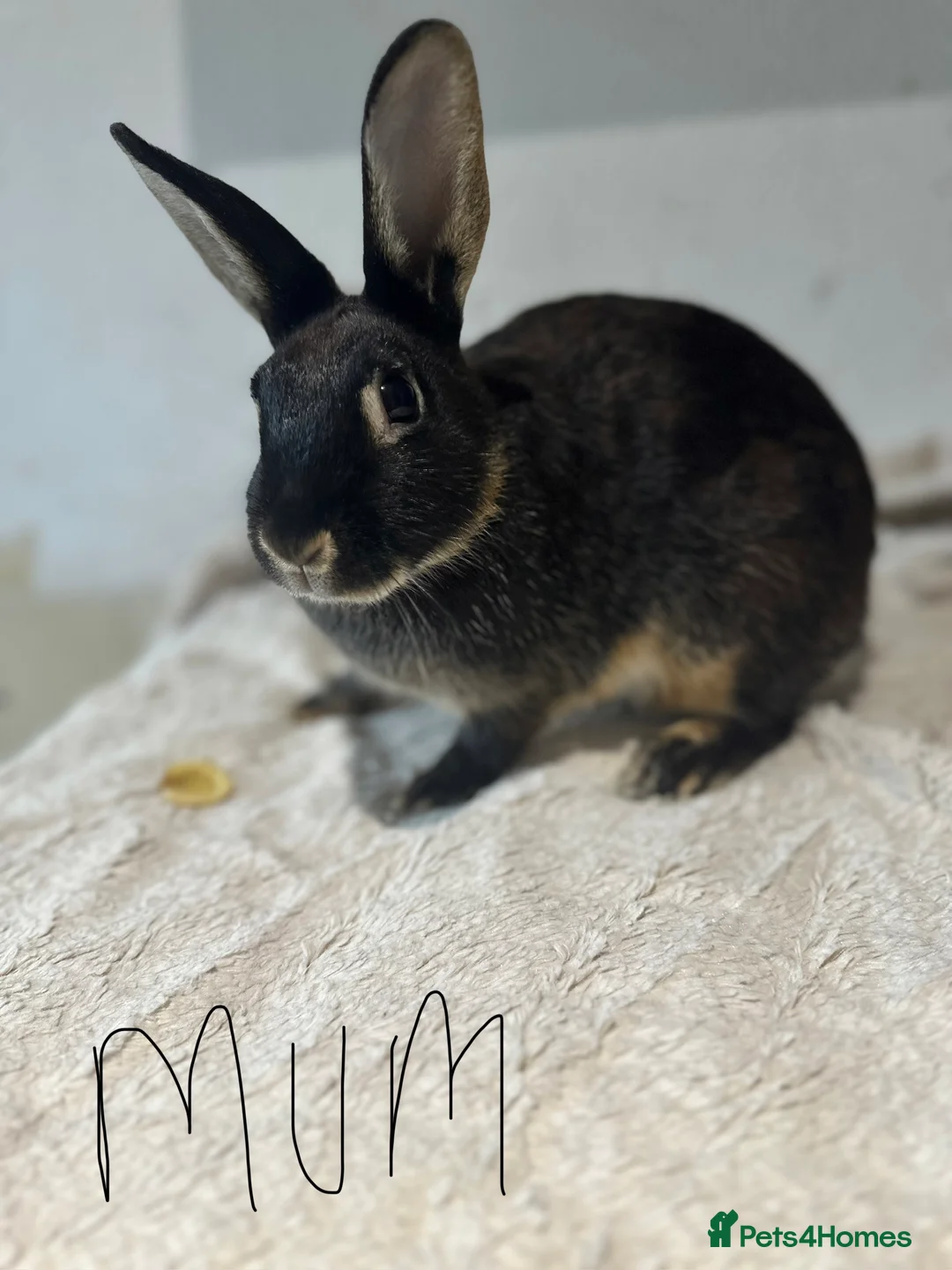 English Spot rabbits for sale: Adorable English Spot x Rex bunnies for sale - Advert 14